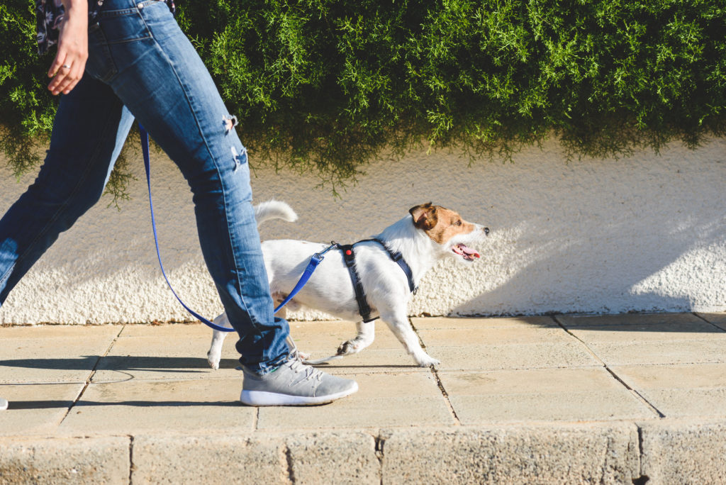 Como criar uma rotina saudável para o seu pet