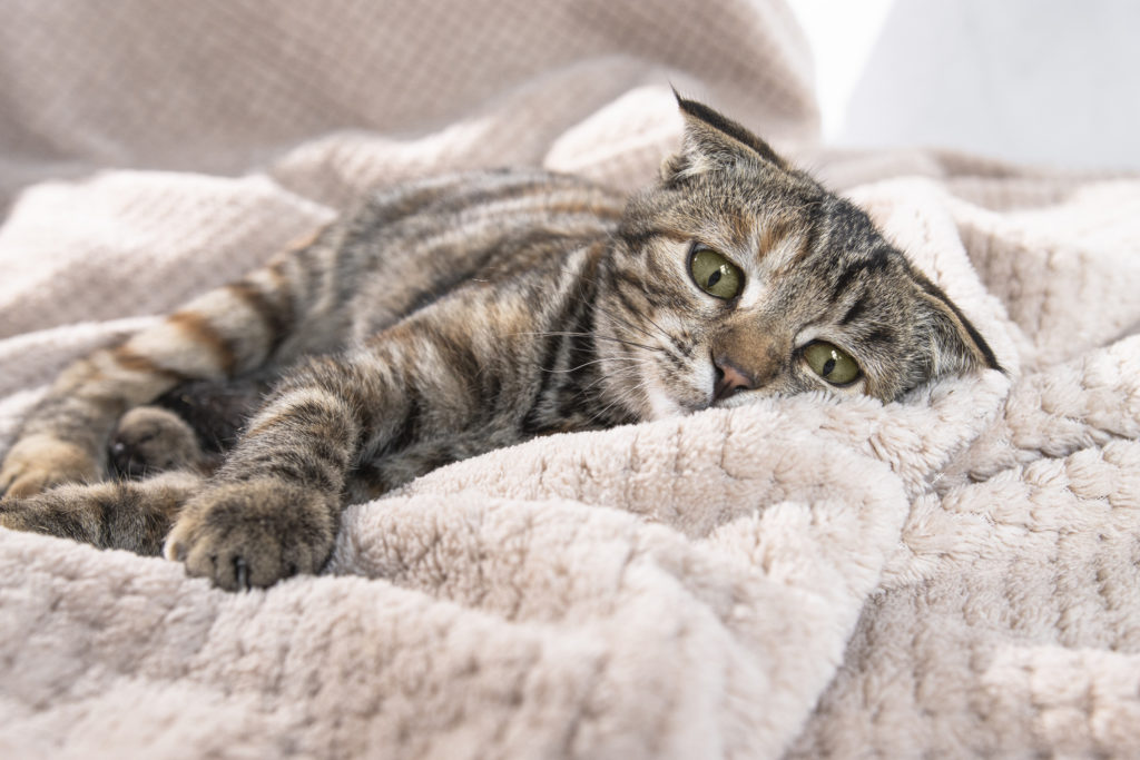Como evitar tédio e ansiedade em pets