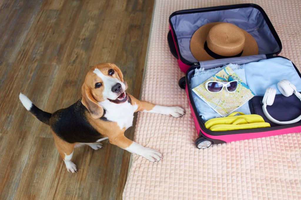 Checklist essencial para viajar com pets