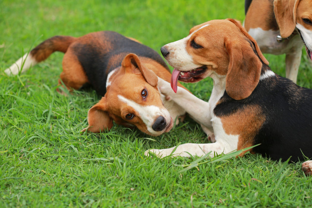A importância da socialização entre pets