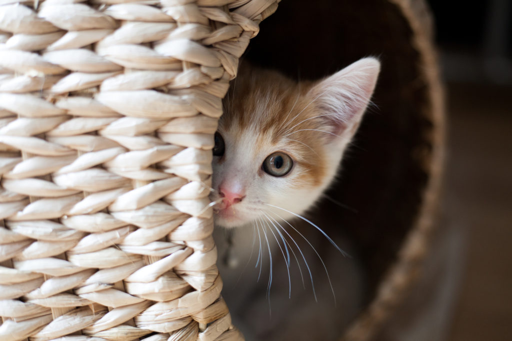 Como identificar mudanças de comportamento no seu animal